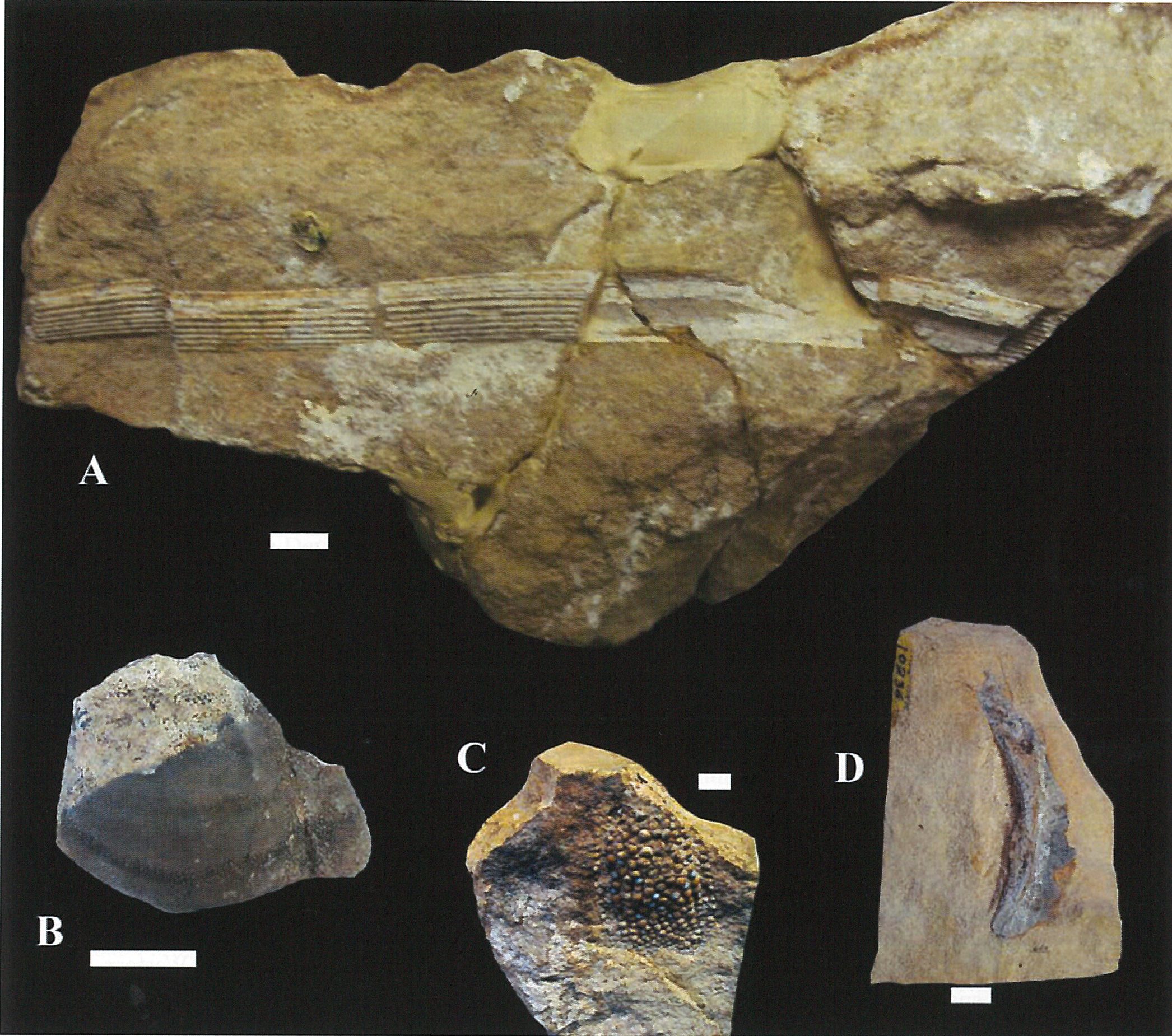 A Century of Fossil Discovery and Research at Grand Canyon eMagazine